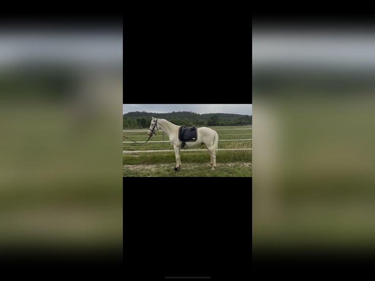 Andalusier Wallach 4 Jahre 160 cm Cremello in Vic-le-Fesq