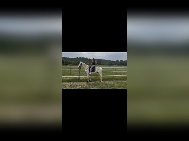 Andalusier Wallach 4 Jahre 160 cm Cremello in Vic-le-Fesq