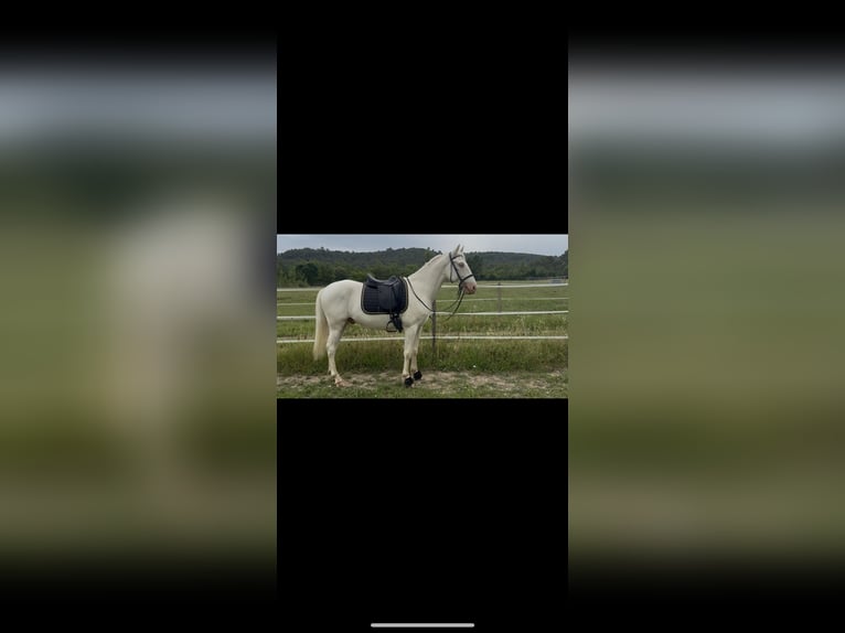 Andalusier Wallach 4 Jahre 160 cm Cremello in Vic-le-Fesq
