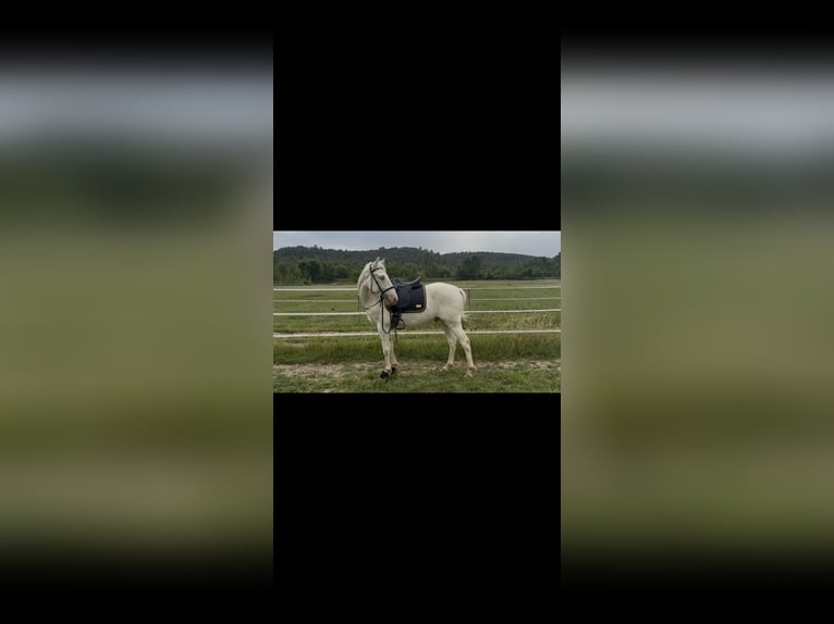 Andalusier Wallach 4 Jahre 160 cm Cremello in Vic-le-Fesq