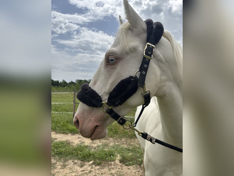 Andalusier Wallach 4 Jahre 160 cm Cremello in Vic-le-Fesq