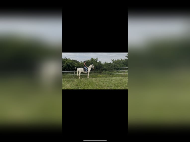 Andalusier Wallach 4 Jahre 160 cm Cremello in Vic-le-Fesq