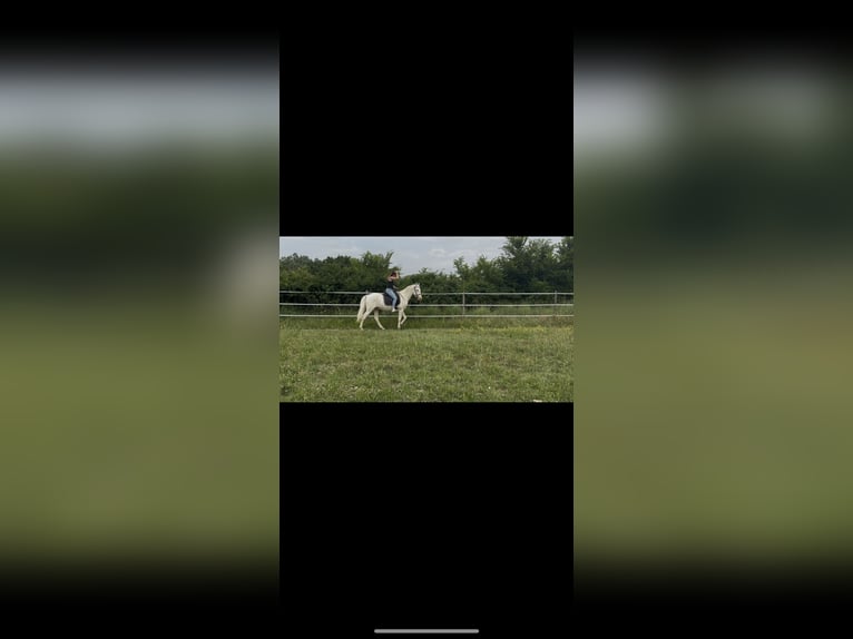 Andalusier Wallach 4 Jahre 160 cm Cremello in Vic-le-Fesq