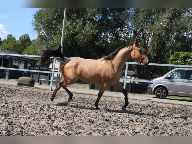 Andalusier Mix Wallach 4 Jahre 160 cm Falbe in Den Haag