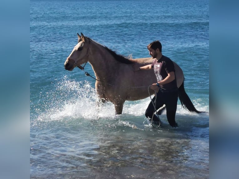 Andalusier Wallach 4 Jahre 160 cm Falbe in Adra Almeria