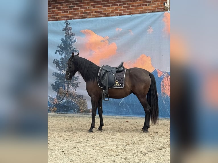 Andalusier Wallach 4 Jahre 160 cm Rappe in Stadthagen