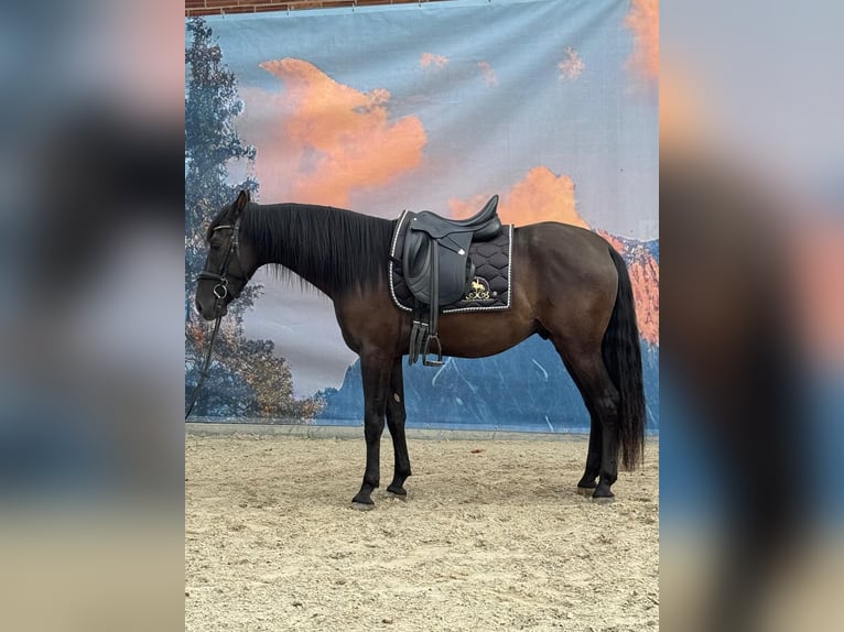 Andalusier Wallach 4 Jahre 160 cm Rappe in Stadthagen