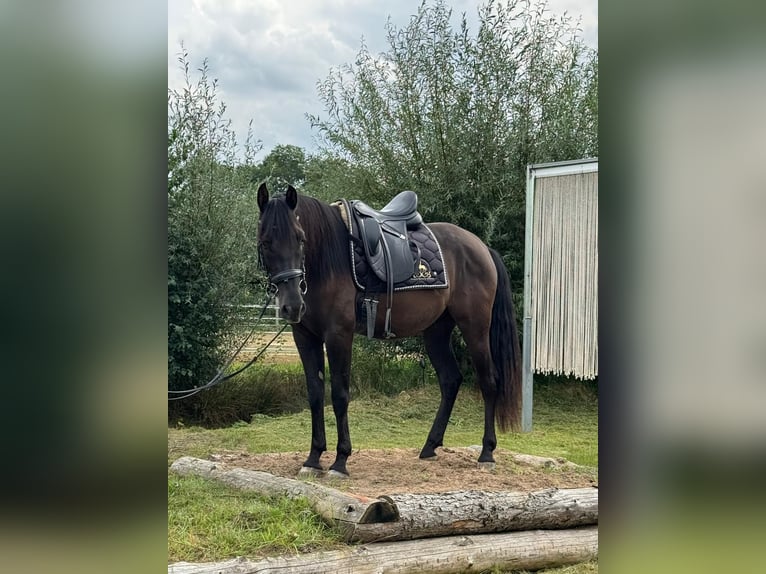 Andalusier Wallach 4 Jahre 160 cm Rappe in Stadthagen