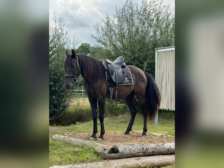 Andalusier Wallach 4 Jahre 160 cm Rappe in Stadthagen