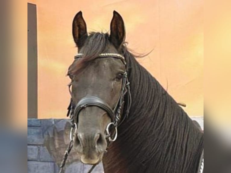 Andalusier Wallach 4 Jahre 160 cm Rappe in Stadthagen