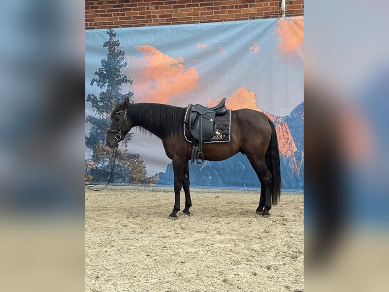 Andalusier Wallach 4 Jahre 160 cm Rappe in Stadthagen