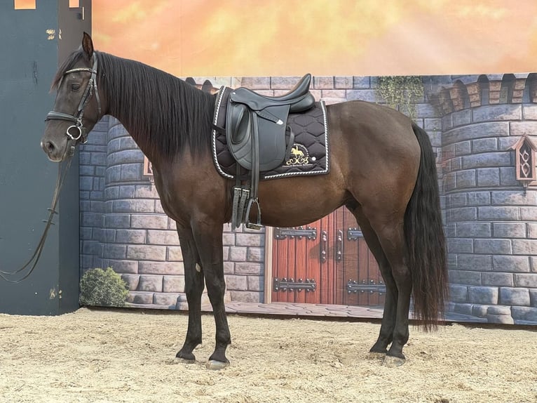 Andalusier Wallach 4 Jahre 160 cm Rappe in Stadthagen