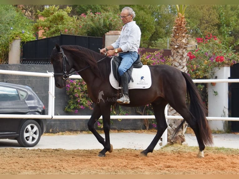 Andalusier Wallach 4 Jahre 160 cm Rappe in Provinz Malaga
