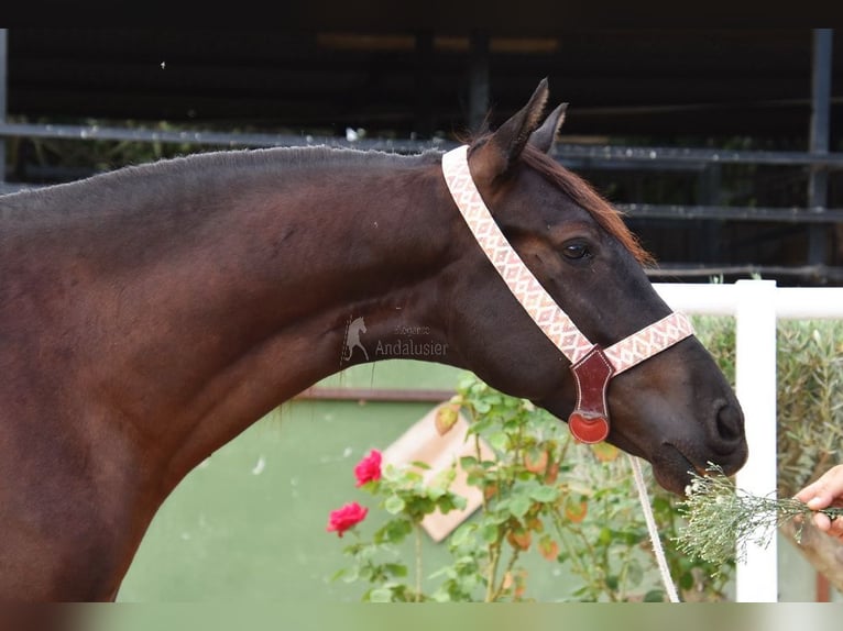 Andalusier Wallach 4 Jahre 160 cm Rappe in Provinz Malaga