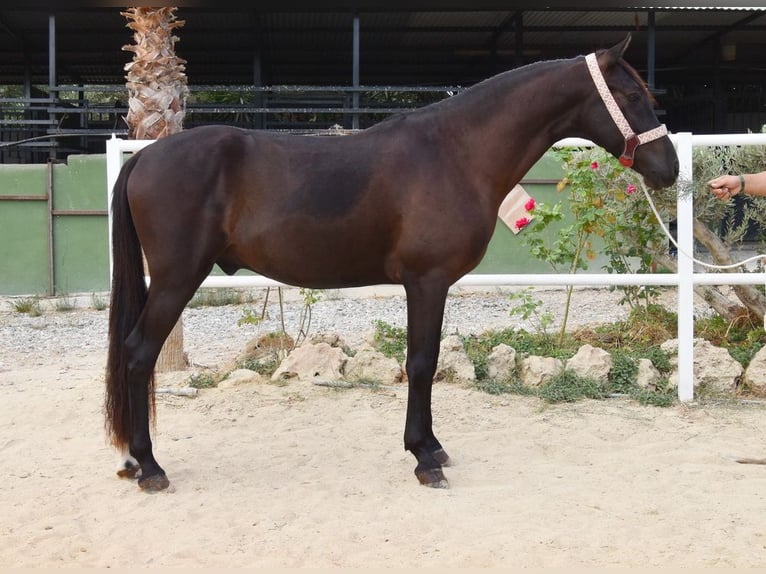 Andalusier Wallach 4 Jahre 160 cm Rappe in Provinz Malaga