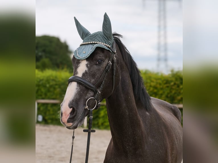 Andalusier Wallach 4 Jahre 160 cm Rappschimmel in Neustadt (Wied)