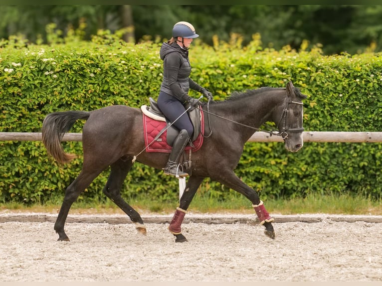 Andalusier Wallach 4 Jahre 160 cm Rappschimmel in Neustadt (Wied)