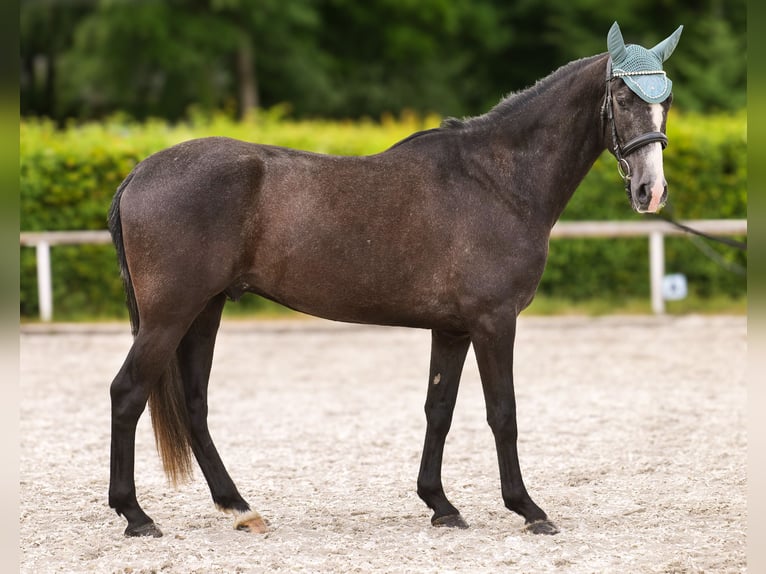 Andalusier Wallach 4 Jahre 160 cm Rappschimmel in Neustadt (Wied)