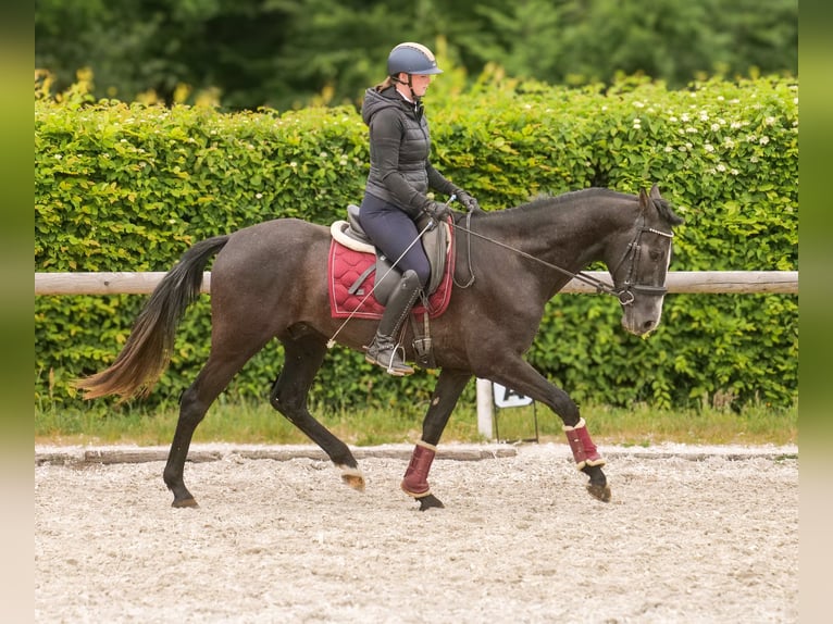 Andalusier Wallach 4 Jahre 160 cm Rappschimmel in Neustadt (Wied)