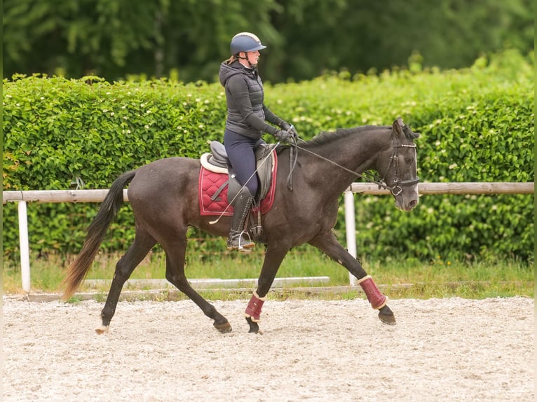 Andalusier Wallach 4 Jahre 160 cm Rappschimmel in Neustadt (Wied)