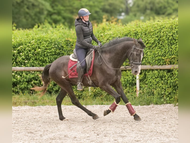 Andalusier Wallach 4 Jahre 160 cm Rappschimmel in Neustadt (Wied)