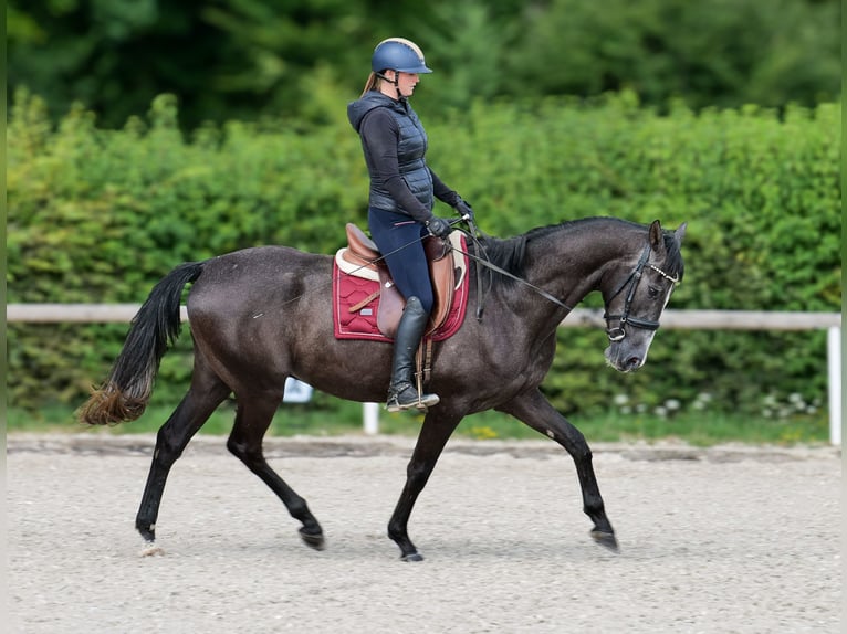 Andalusier Wallach 4 Jahre 160 cm Rappschimmel in Neustadt (Wied)