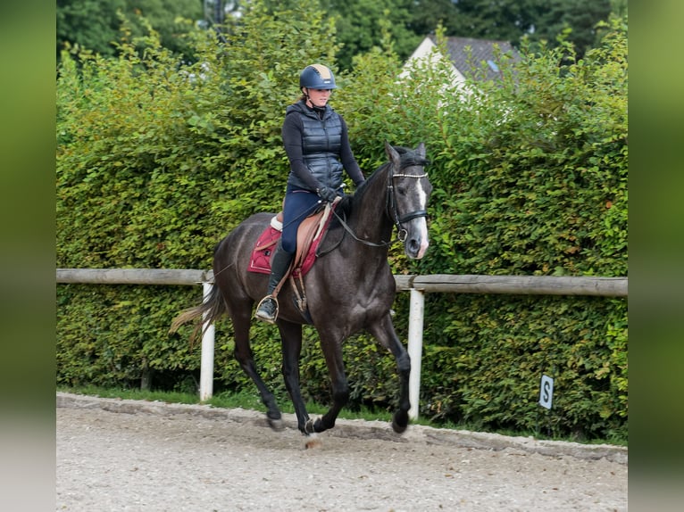 Andalusier Wallach 4 Jahre 160 cm Rappschimmel in Neustadt (Wied)