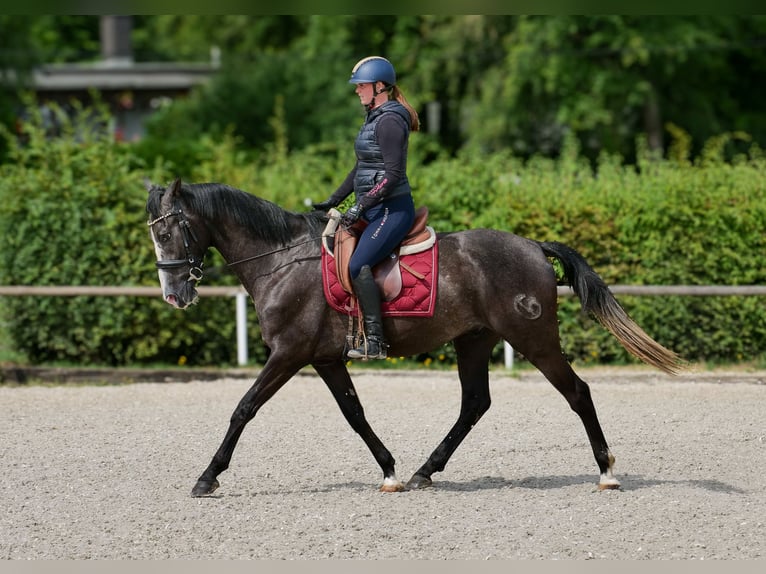 Andalusier Wallach 4 Jahre 160 cm Rappschimmel in Neustadt (Wied)