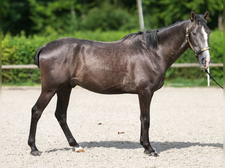 Andalusier Wallach 4 Jahre 160 cm Rappschimmel in Neustadt (Wied)