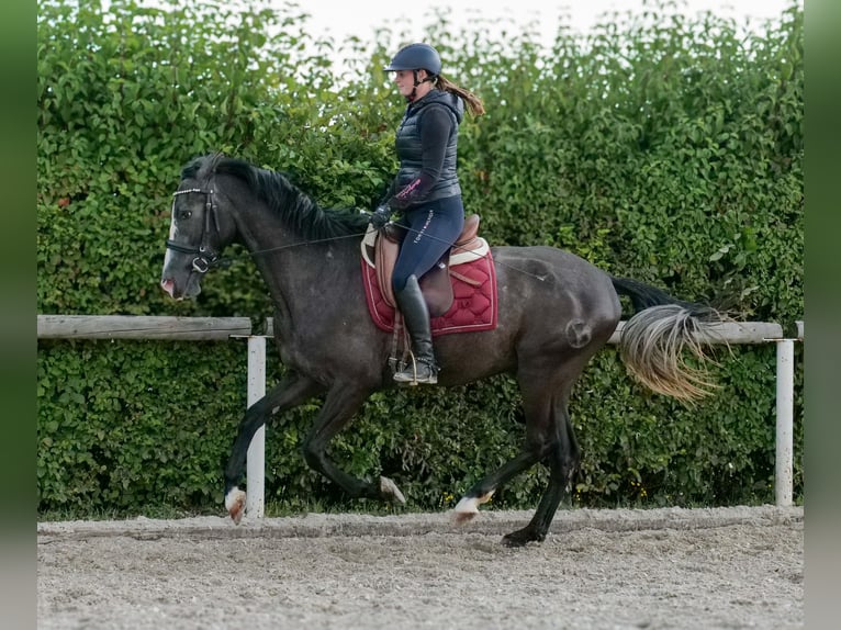 Andalusier Wallach 4 Jahre 160 cm Rappschimmel in Neustadt (Wied)
