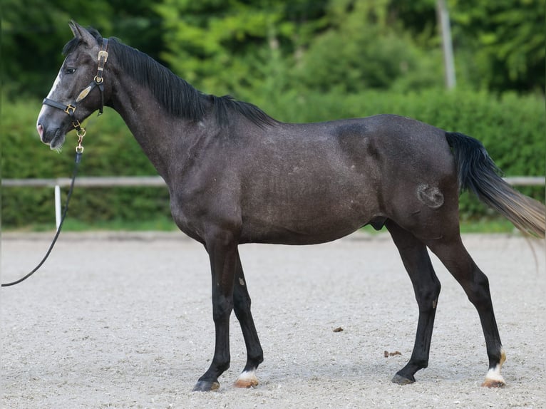 Andalusier Wallach 4 Jahre 160 cm Rappschimmel in Neustadt (Wied)