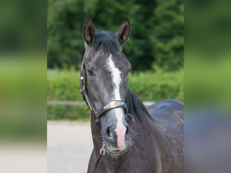 Andalusier Wallach 4 Jahre 160 cm Rappschimmel in Neustadt (Wied)