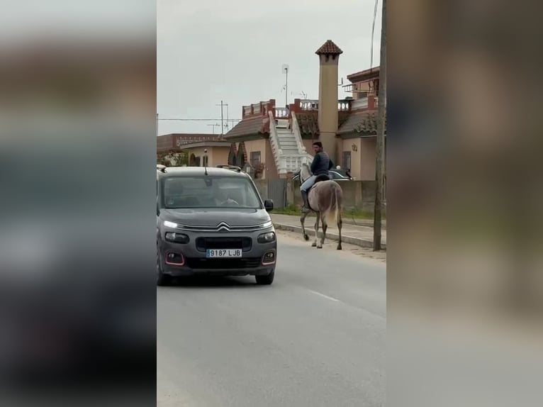 Andalusier Wallach 4 Jahre 160 cm Schimmel in Jerez