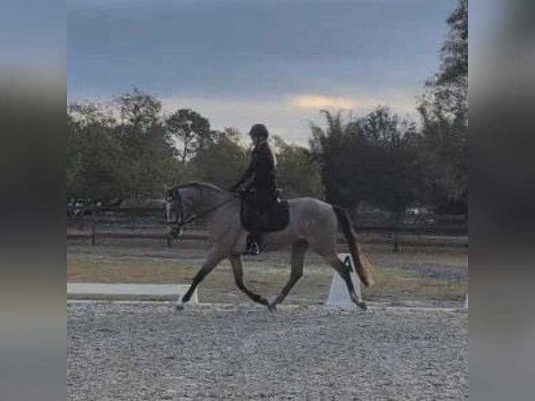 Andalusier Wallach 4 Jahre 160 cm Schimmel in Orlando