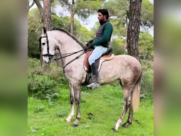 Andalusier Wallach 4 Jahre 160 cm Schimmel in Jerez