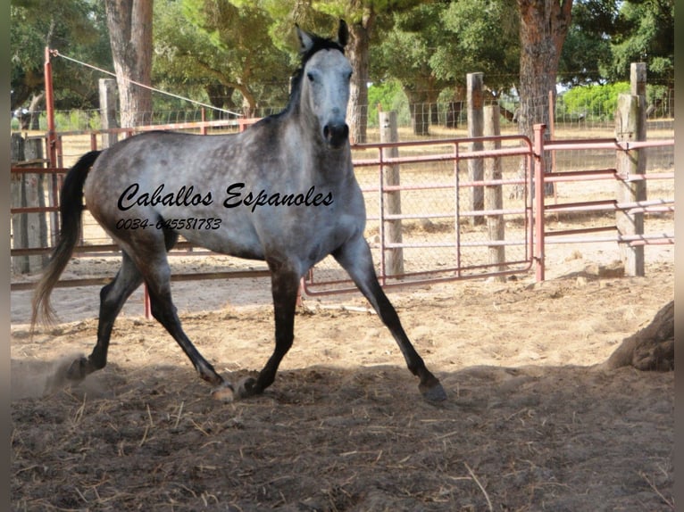 Andalusier Wallach 4 Jahre 161 cm Apfelschimmel in Vejer de la Frontera