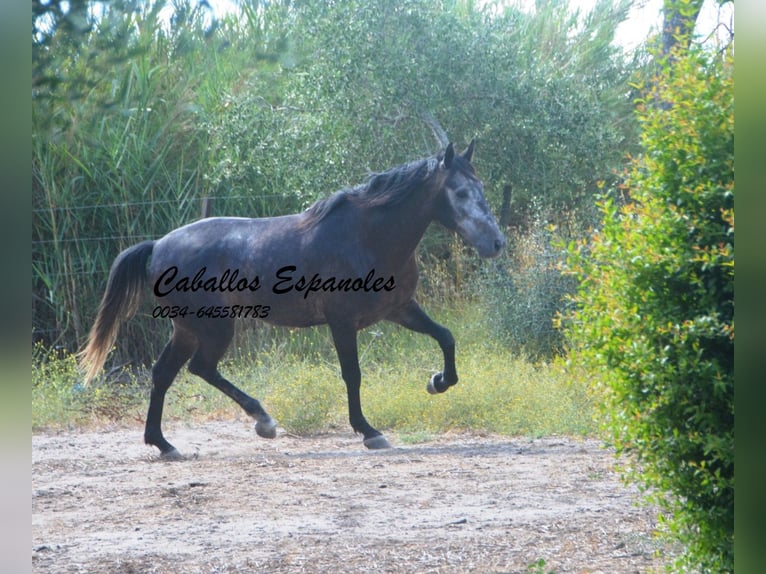 Andalusier Wallach 4 Jahre 161 cm Rappschimmel in Vejer de la Frontera