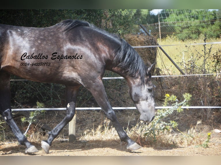 Andalusier Wallach 4 Jahre 161 cm Rappschimmel in Vejer de la Frontera