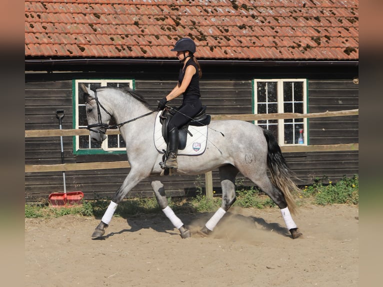 Andalusier Wallach 4 Jahre 162 cm Blauschimmel in Uelsen