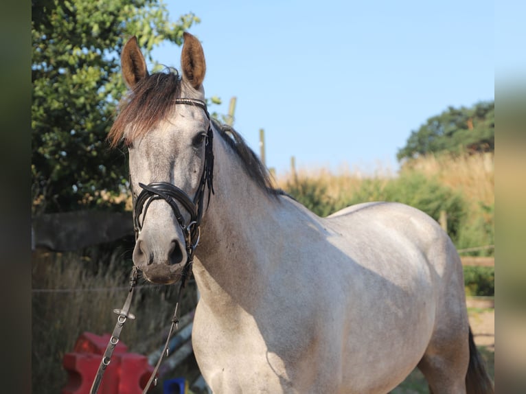 Andalusier Wallach 4 Jahre 162 cm Blauschimmel in Uelsen