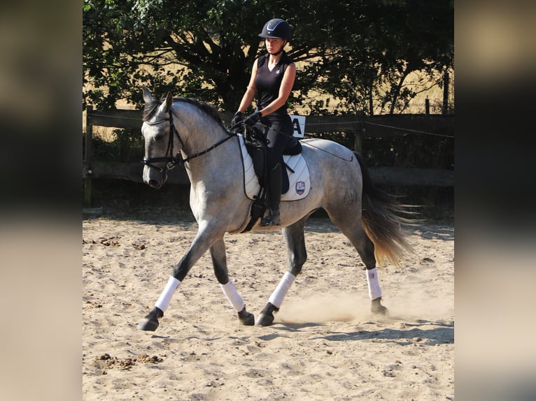 Andalusier Wallach 4 Jahre 162 cm Blauschimmel in Uelsen