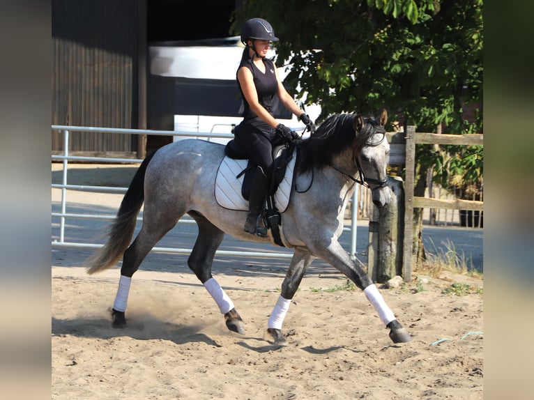 Andalusier Wallach 4 Jahre 162 cm Blauschimmel in Uelsen