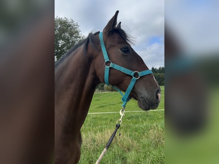 Andalusier Wallach 4 Jahre 162 cm Dunkelbrauner in Osterode am Harz