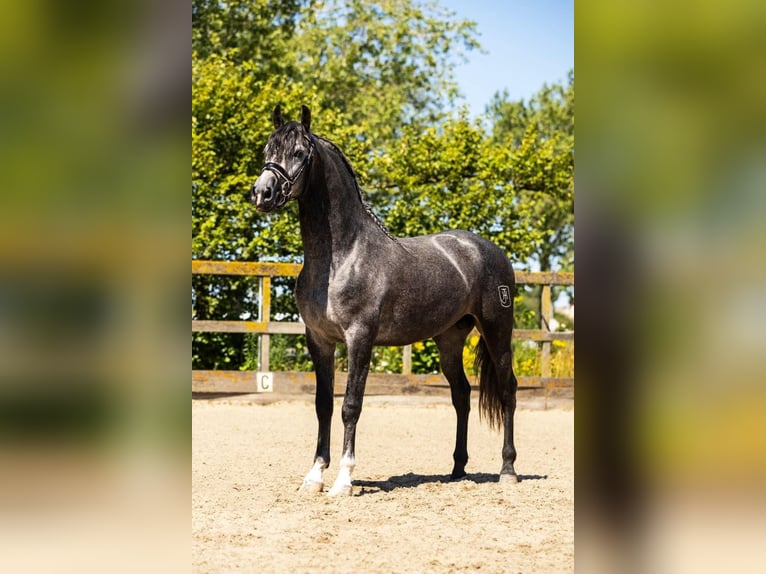 Andalusier Wallach 4 Jahre 162 cm Schimmel in Sm