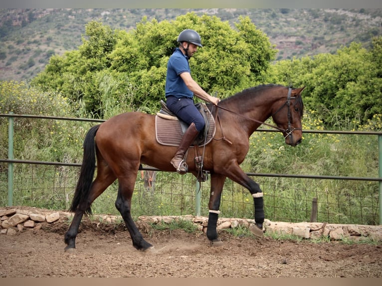 Andalusier Wallach 4 Jahre 163 cm Brauner in Valencia
