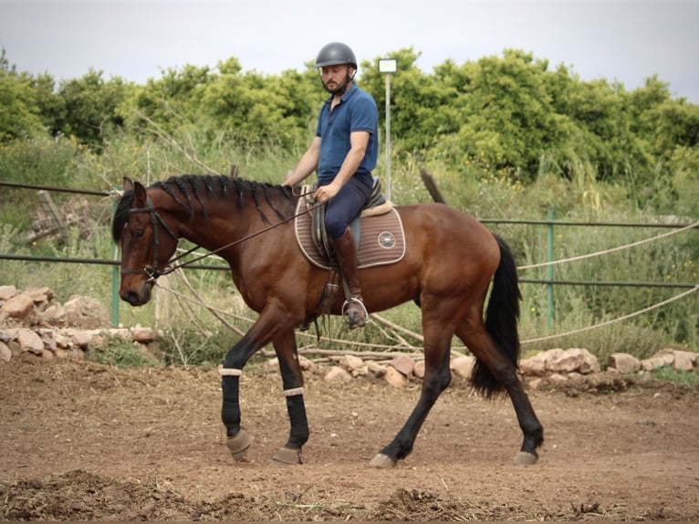 Andalusier Wallach 4 Jahre 163 cm Brauner in Valencia