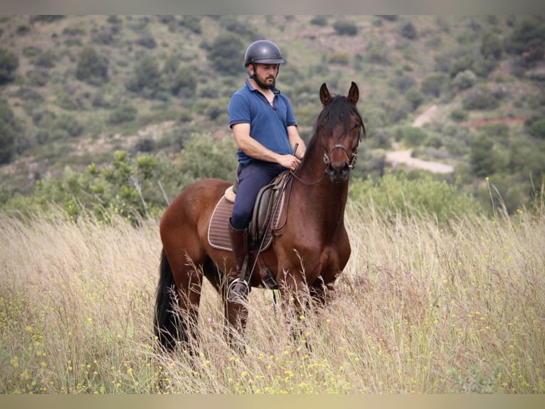 Andalusier Wallach 4 Jahre 163 cm Brauner in Valencia