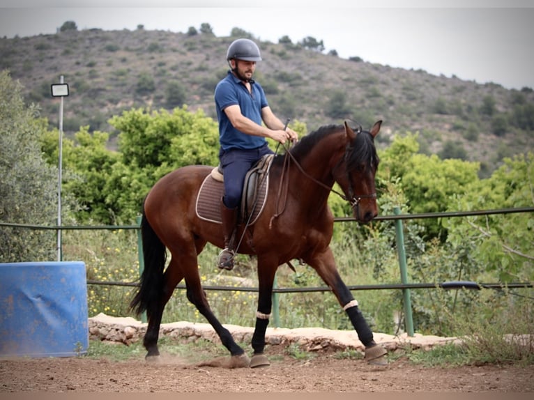 Andalusier Wallach 4 Jahre 163 cm Brauner in Valencia