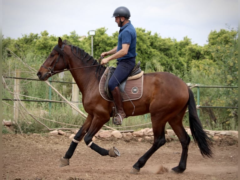 Andalusier Wallach 4 Jahre 163 cm Brauner in Valencia