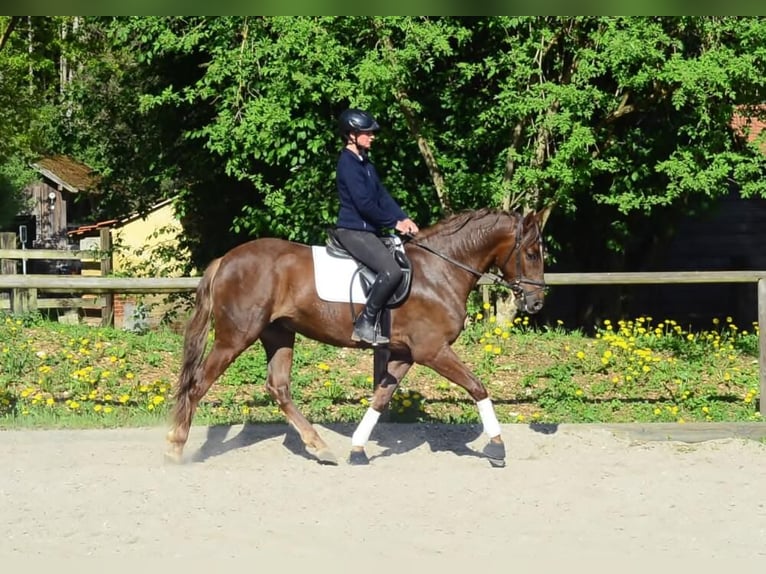 Andalusier Wallach 4 Jahre 164 cm Fuchs in Wellheim